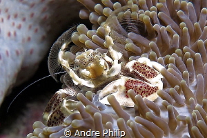 Plancton catching Porcelain Crab by Andre Philip 